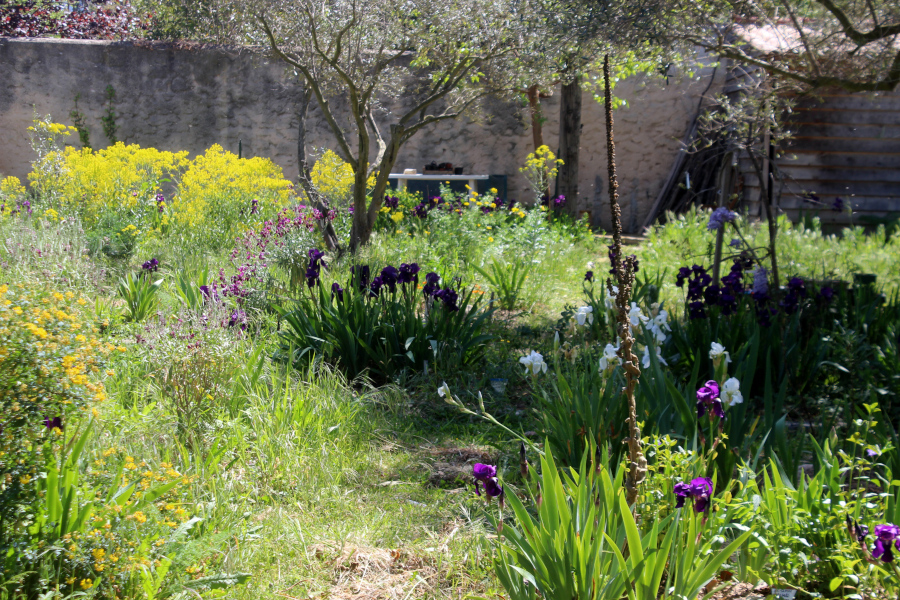 jardin plantes tinctoriales-photo Marine Douet.JPG